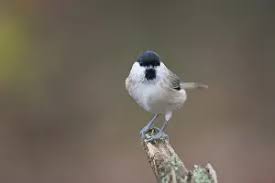 Attēlu rezultāti vaicājumam “Poecile palustris adult”