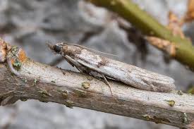 Attēlu rezultāti vaicājumam “Zophodia grossulariella”