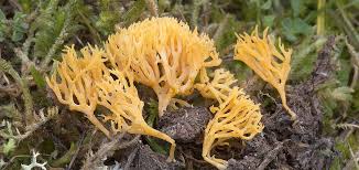 Attēlu rezultāti vaicājumam “Ramariopsis crocea”