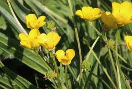 Attēlu rezultāti vaicājumam “Ranunculus bulbosus”