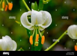 Image result for Lilium martagon Alba