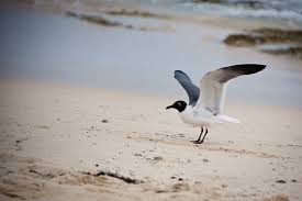 Attēlu rezultāti vaicājumam “Larus minutus”
