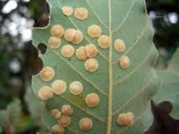 Attēlu rezultāti vaicājumam “Neuroterus quercusbaccarum”