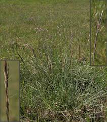 Attēlu rezultāti vaicājumam “Helictotrichon pratense”