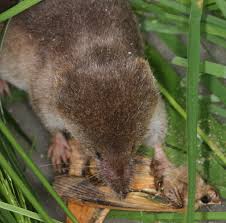 Attēlu rezultāti vaicājumam “Sorex sp.”