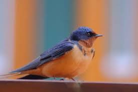 Attēlu rezultāti vaicājumam “Hirundinidae”