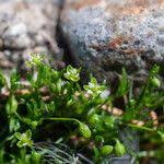 Attēlu rezultāti vaicājumam “Sagina procumbens fruit”