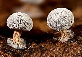 Attēlu rezultāti vaicājumam “Didymium squamulosum”