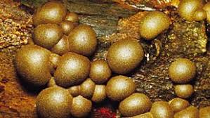 Attēlu rezultāti vaicājumam “Ceratiomyxaceae”