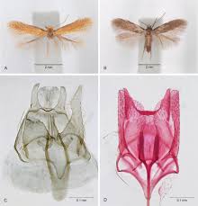 Attēlu rezultāti vaicājumam “Tischeria complanella larva”