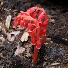 Attēlu rezultāti vaicājumam “Monotropa hypopitys”