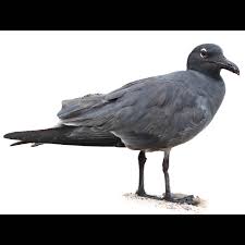 Attēlu rezultāti vaicājumam “Fuligo laevis”