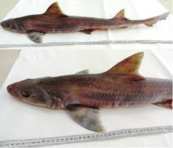 Image result for Mustelus asterias