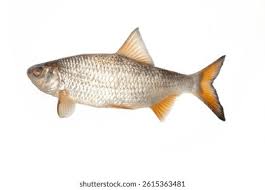 Attēlu rezultāti vaicājumam “Rutilus rutilus”