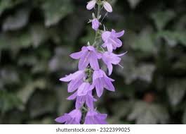 Attēlu rezultāti vaicājumam “Campanula rapunculoides”
