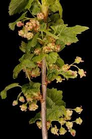 Attēlu rezultāti vaicājumam “Ribes nigrum flower”