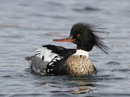 Attēlu rezultāti vaicājumam “Mergus merganser female”
