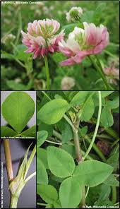 Attēlu rezultāti vaicājumam “Trifolium hybridum flower”