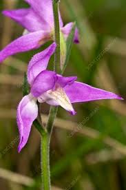 Attēlu rezultāti vaicājumam “Cephalanthera rubra flower”
