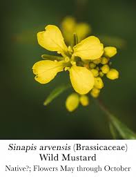 Attēlu rezultāti vaicājumam “Sinapis arvensis”