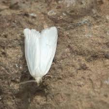 Attēlu rezultāti vaicājumam “Eana argentana”