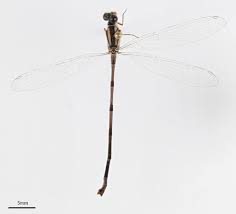 Attēlu rezultāti vaicājumam “Coenagrionidae”