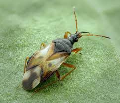 Attēlu rezultāti vaicājumam “Anthocoris nemorum”