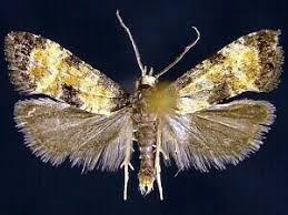 Attēlu rezultāti vaicājumam “Cochylis dubitana”