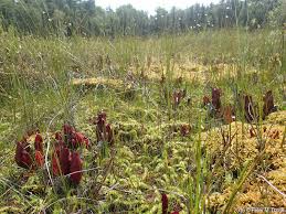 Attēlu rezultāti vaicājumam “Lycopodiella inundata”