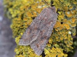 Attēlu rezultāti vaicājumam “Orthosia incerta”