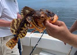 Image result for Myoxocephalus scorpius