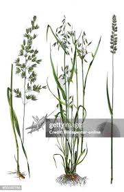 Attēlu rezultāti vaicājumam “Cynosurus cristatus”