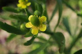 Attēlu rezultāti vaicājumam “Ranunculus sceleratus”