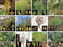 Attēlu rezultāti vaicājumam “Thesium ebracteatum leaf”