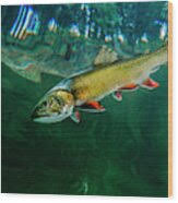 Image result for Salvelinus namaycush