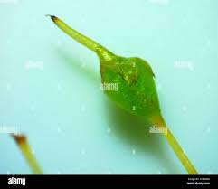 Attēlu rezultāti vaicājumam “Physcomitrium pyriforme sporophyte”