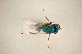 Attēlu rezultāti vaicājumam “Rabdophaga degeeri”