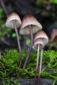 Attēlu rezultāti vaicājumam “Mycena purpureofusca”