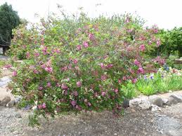 Attēlu rezultāti vaicājumam “Robinia neomexicana”