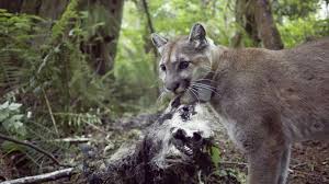 Image result for Craigmount Cougars