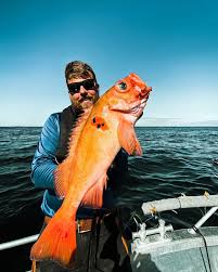 Image result for Sebastes