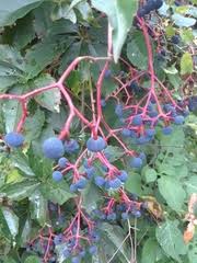 Attēlu rezultāti vaicājumam “Vitaceae”