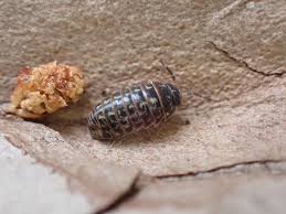 Attēlu rezultāti vaicājumam “Armadillidium pulchellum”