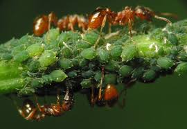 Attēlu rezultāti vaicājumam “Aphis confusa”