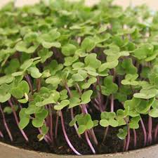 Image result for Pflücksalat