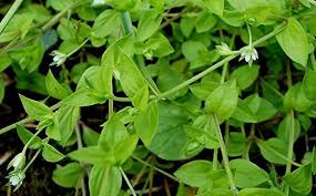 Attēlu rezultāti vaicājumam “Moehringia trinervia bud”