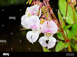 Attēlu rezultāti vaicājumam “Impatiens glandulifera fruit”