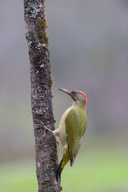 Attēlu rezultāti vaicājumam “Picus viridis”