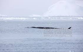 Image result for Balaenoptera bonaerensis