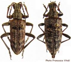 Attēlu rezultāti vaicājumam “Rhagium inquisitor”